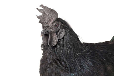 Black Rooster Ayam Cemani Chicken isolated on white background.の写真素材