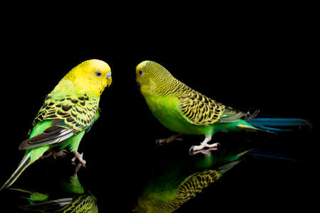 A pair of common parakeets budgerigar bird (Melopsittacus undulatus) budgie isolated on black backgroundの写真素材