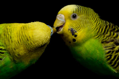 A pair of common parakeets budgerigar bird (Melopsittacus undulatus) budgie isolated on black backgroundの写真素材