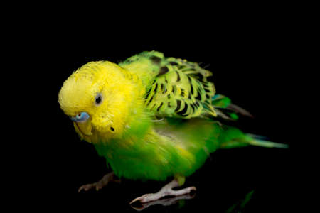 Parakeets budgerigar bird (Melopsittacus undulatus) budgie isolated on black backgroundの写真素材
