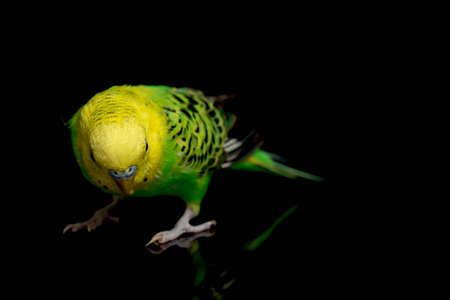 Parakeets budgerigar bird (Melopsittacus undulatus) budgie isolated on black backgroundの写真素材