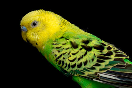 Parakeets budgerigar bird (Melopsittacus undulatus) budgie isolated on black backgroundの写真素材