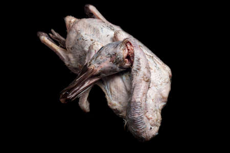 Raw fresh Indian Runner Duck isolated on black backgroundの写真素材