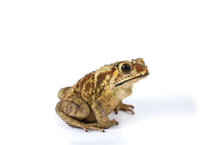 Asian common toad (Duttaphrynus melanostictus) isolated on white backgroundの写真素材