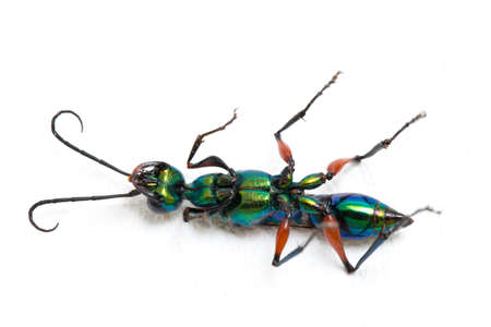 emerald cockroach wasp isolated on white background
