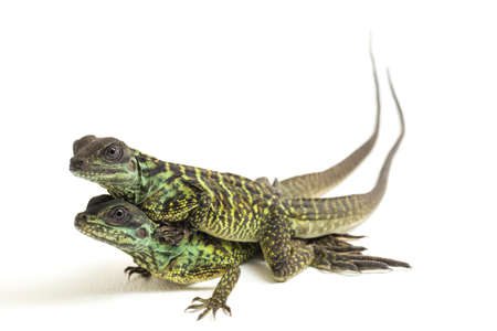 Juvenile Sailfin Dragon Lizard (Hydrosaurus weberi) isolated on white backgroundの写真素材