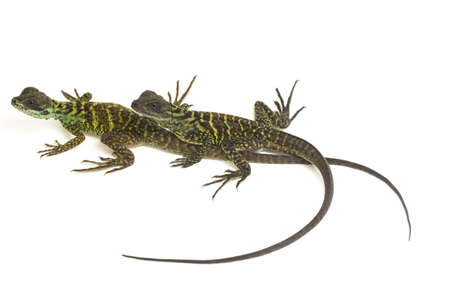 Juvenile Sailfin Dragon Lizard (Hydrosaurus weberi) isolated on white background