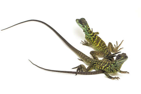 Juvenile Sailfin Dragon Lizard (Hydrosaurus weberi) isolated on white backgroundの写真素材