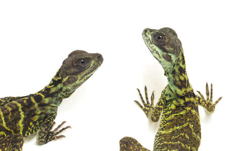 Juvenile Sailfin Dragon Lizard (Hydrosaurus weberi) isolated on white background