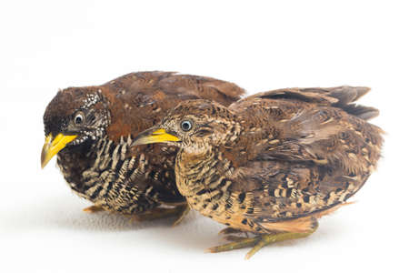 A pair of barred buttonquail or common bustard-quail (Turnix suscitator) isolated on white backgroundの写真素材