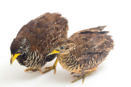 A pair of barred buttonquail or common bustard-quail (Turnix suscitator) isolated on white backgroundの写真素材