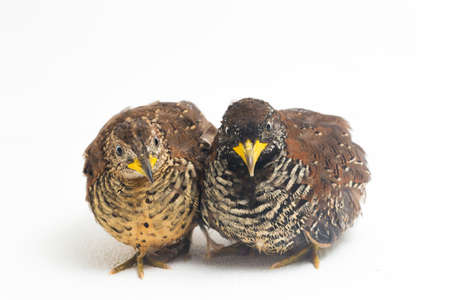 A pair of barred buttonquail or common bustard-quail (Turnix suscitator) isolated on white backgroundの写真素材