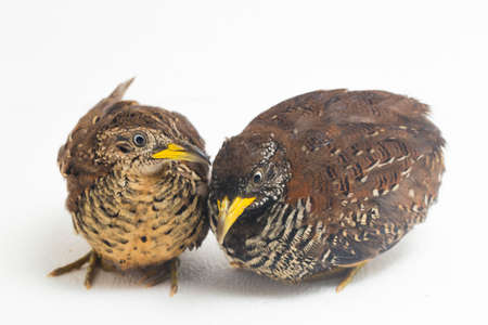 A pair of barred buttonquail or common bustard-quail (Turnix suscitator) isolated on white backgroundの写真素材