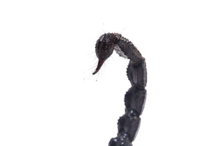 Black Asian forest scorpion (Heterometrus) Poisonous insects can be found in tropical forests in...