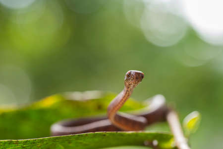 The keeled slug-eating snake, Pareas carinatus, is a species of snake in the family Pareidae . It is relatively widespread in Southeast Asiaの写真素材