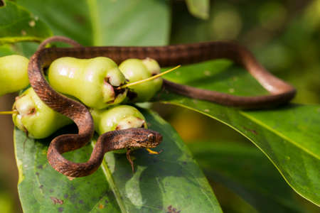 The keeled slug-eating snake, Pareas carinatus, is a species of snake in the family Pareidae . It is...