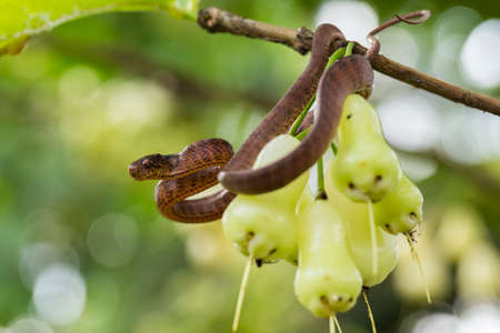 The keeled slug-eating snake, Pareas carinatus, is a species of snake in the family Pareidae . It is relatively widespread in Southeast Asiaの写真素材