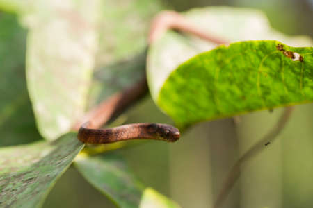 The keeled slug-eating snake, Pareas carinatus, is a species of snake in the family Pareidae . It is relatively widespread in Southeast Asiaの写真素材