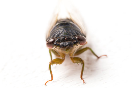 cicada insect isolated on white background