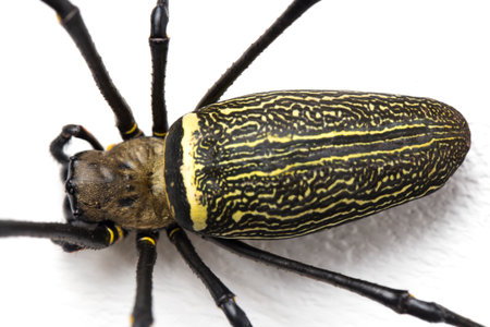 Giant Wood Spiders or Golden Orb Web Spider, Nephila maculata - isolated on white background