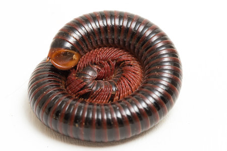 The millipede rolled into a circle isolated on white backgroundの写真素材