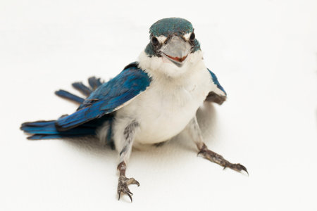 The Collared Kingfisher bird (Todiramphus chloris) isolated on white backgroundの写真素材