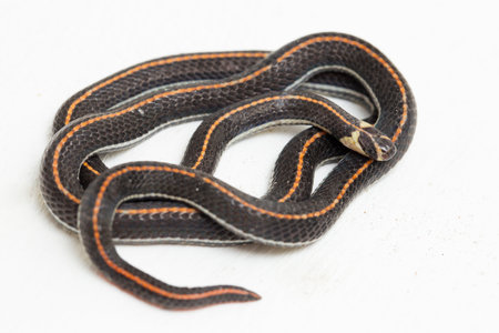 Malaysian Striped Coral Snake