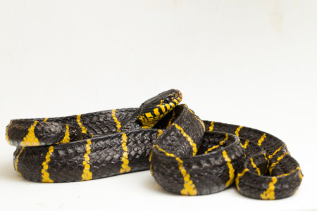 Boiga dendrophila, commonly called the mangrove snake or gold-ringed cat snake on white backgroundの写真素材