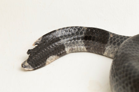 The yellow-lipped sea krait (Laticauda colubrina), banded sea krait, or colubrine sea krait. on...