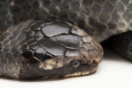 The yellow-lipped sea krait (Laticauda colubrina), banded sea krait, or colubrine sea krait. on...