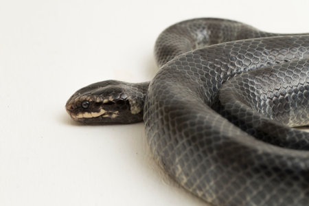 The yellow-lipped sea krait (Laticauda colubrina), banded sea krait, or colubrine sea krait. on white backgroundの写真素材