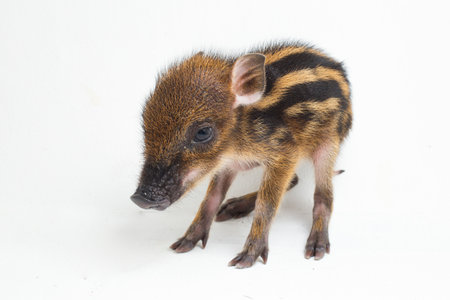 The baby banded pig (Sus scrofa vittatus) also known as the Indonesian wild boarの写真素材