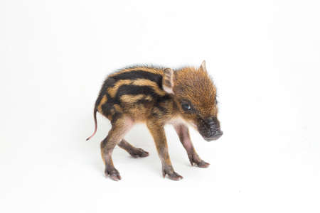 The baby banded pig (Sus scrofa vittatus) also known as the Indonesian wild boarの写真素材