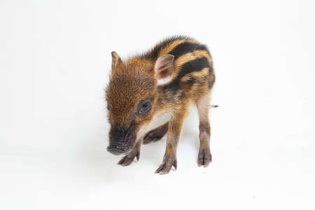 The baby banded pig (Sus scrofa vittatus) also known as the Indonesian wild boarの写真素材
