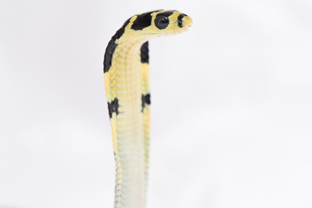 baby King Cobra (Ophiophagus hannah), a poisonous snake native to southern Asia. on white backgroundの写真素材