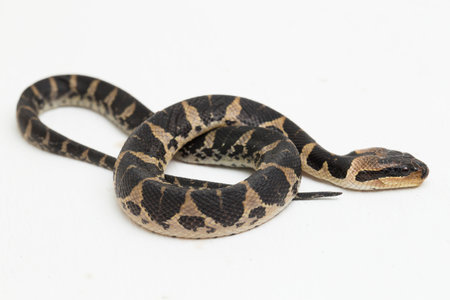 Common puff-faced water snake (Homalopsis buccata), banded water snake, or banded puff-faced water...