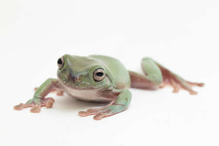 close up dumpy tree frog or White's tree frog on white backgroundの写真素材