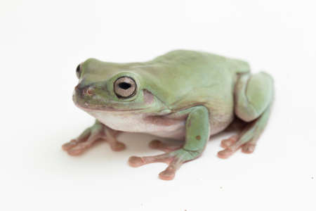 close up dumpy tree frog or White's tree frog on white backgroundの写真素材