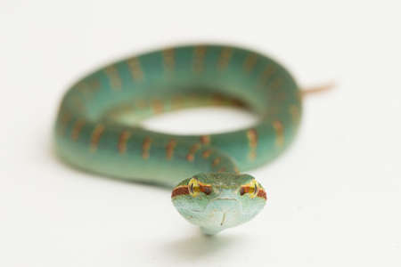 Wagler's pit viper (Tropidolaemus wagleri) isolated on white background