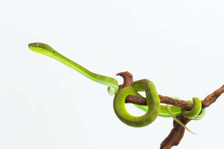 Trimeresurus insularis (White-lipped Island Pit Viper) on white backgroundの写真素材