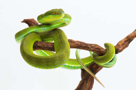Trimeresurus insularis (White-lipped Island Pit Viper) on white background