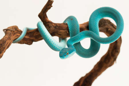 Blue Insularis (Trimeresurus Insularis) White-lipped Island Pit Viper on white background