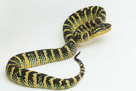 Wagler's pit viper (Tropidolaemus wagleri) isolated on white backgroundの写真素材