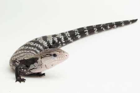 Giant blue-tongued skink lizard or Tiliqua gigas isolated on white backgroundの写真素材