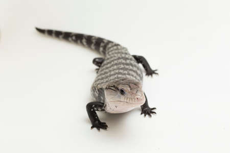 Giant blue-tongued skink lizard or Tiliqua gigas isolated on white backgroundの写真素材