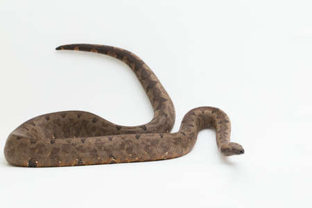 candoia ground boa snake (Candoia carinata ) isolated on white background