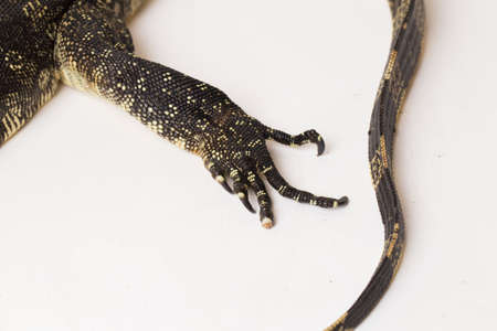 Asian Water Monitor lizard Varanus salvator isolated on white
