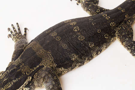 Asian Water Monitor lizard Varanus salvator isolated on whiteの写真素材