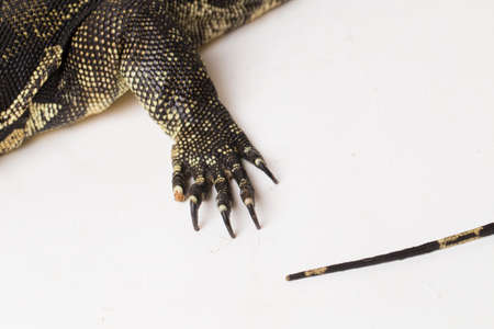 Asian Water Monitor lizard Varanus salvator isolated on whiteの写真素材