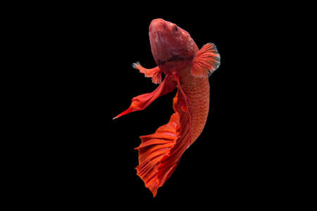 Betta fish super red Halfmoon siamnese Fighting Fish Splendens on black backgroundの写真素材
